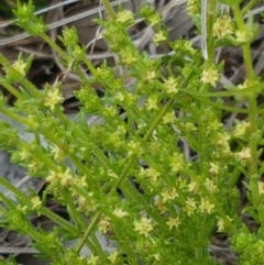 Galium gaudichaudii subsp. gaudichaudii at Latham, ACT - 19 Sep 2020