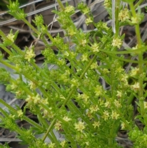 Galium gaudichaudii subsp. gaudichaudii at Latham, ACT - 19 Sep 2020 02:29 PM