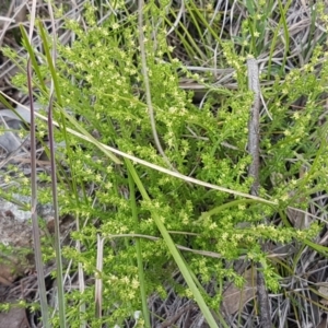 Galium gaudichaudii subsp. gaudichaudii at Latham, ACT - 19 Sep 2020 02:29 PM