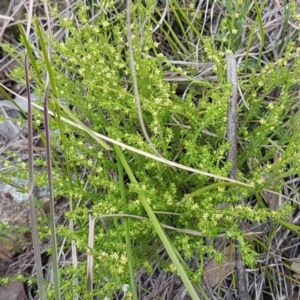 Galium gaudichaudii subsp. gaudichaudii at Latham, ACT - 19 Sep 2020