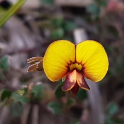 Bossiaea buxifolia (Matted Bossiaea) at Latham, ACT - 19 Sep 2020 by trevorpreston