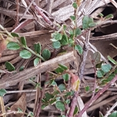 Bossiaea buxifolia at Latham, ACT - 19 Sep 2020