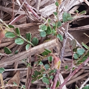 Bossiaea buxifolia at Latham, ACT - 19 Sep 2020