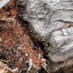 Papyrius nitidus (Shining Coconut Ant) at Macarthur, ACT - 19 Sep 2020 by RAllen