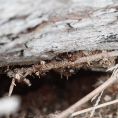 Papyrius nitidus at Macarthur, ACT - suppressed