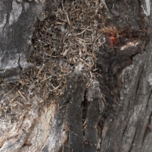 Papyrius nitidus at Macarthur, ACT - suppressed