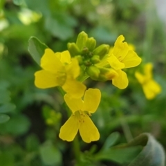 Barbarea verna (Wintercress, American Cress) at Stromlo, ACT - 19 Sep 2020 by trevorpreston