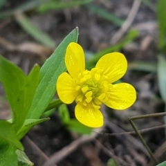 Ranunculus muricatus (Sharp Buttercup) at Stromlo, ACT - 19 Sep 2020 by trevorpreston