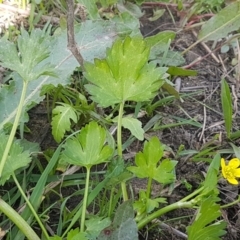 Ranunculus muricatus at Stromlo, ACT - 19 Sep 2020