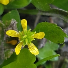 Ranunculus muricatus (Sharp Buttercup) at Woodstock Nature Reserve - 19 Sep 2020 by tpreston