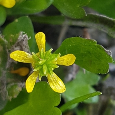 Ranunculus muricatus (Sharp Buttercup) at Stromlo, ACT - 19 Sep 2020 by trevorpreston