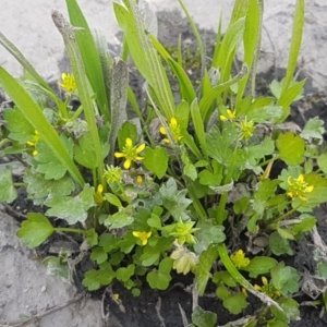 Ranunculus muricatus at Stromlo, ACT - 19 Sep 2020