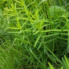 Euphorbia lathyris (Caper Spurge) at Woodstock Nature Reserve - 19 Sep 2020 by tpreston