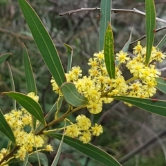 Acacia rubida (Red-stemmed Wattle, Red-leaved Wattle) at Woodstock Nature Reserve - 19 Sep 2020 by tpreston