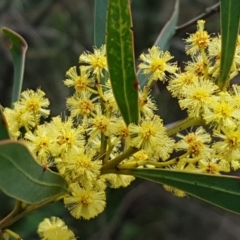 Acacia rubida at Stromlo, ACT - 19 Sep 2020