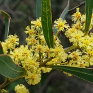 Acacia rubida at Stromlo, ACT - 19 Sep 2020