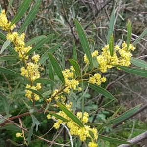 Acacia rubida at Stromlo, ACT - 19 Sep 2020