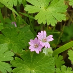 Geranium molle subsp. molle (Cranesbill Geranium) at Woodstock Nature Reserve - 19 Sep 2020 by tpreston