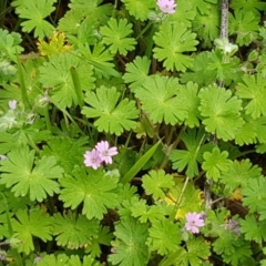 Geranium molle subsp. molle at Stromlo, ACT - 19 Sep 2020