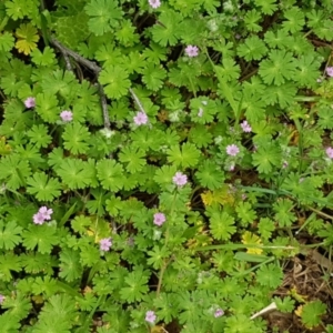 Geranium molle subsp. molle at Stromlo, ACT - 19 Sep 2020 12:22 PM