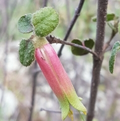 Correa reflexa var. reflexa (Common Correa, Native Fuchsia) at Stromlo, ACT - 19 Sep 2020 by trevorpreston