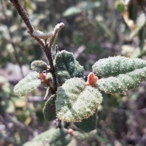 Correa reflexa var. reflexa at Stromlo, ACT - 19 Sep 2020