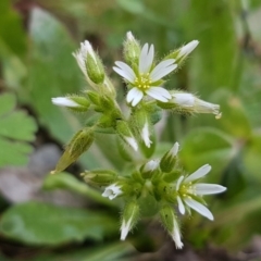 Cerastium glomeratum (Sticky Mouse-ear Chickweed) at Woodstock Nature Reserve - 19 Sep 2020 by tpreston