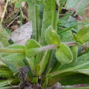 Cerastium glomeratum at Stromlo, ACT - 19 Sep 2020