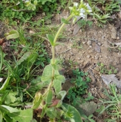 Cerastium glomeratum at Stromlo, ACT - 19 Sep 2020 12:19 PM