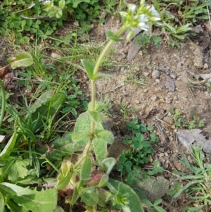 Cerastium glomeratum at Stromlo, ACT - 19 Sep 2020