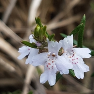 Westringia eremicola at Stromlo, ACT - 19 Sep 2020 12:16 PM