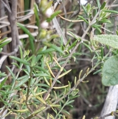 Westringia eremicola at Stromlo, ACT - 19 Sep 2020 12:16 PM