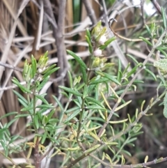 Westringia eremicola at Stromlo, ACT - 19 Sep 2020