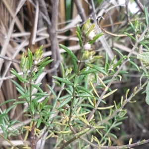 Westringia eremicola at Stromlo, ACT - 19 Sep 2020 12:16 PM