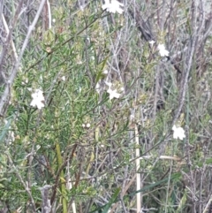 Westringia eremicola at Stromlo, ACT - 19 Sep 2020 12:16 PM