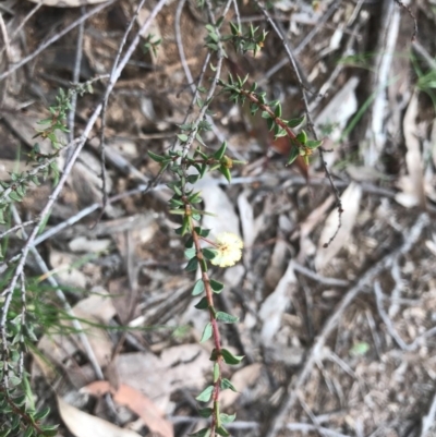 Acacia gunnii (Ploughshare Wattle) at Dryandra St Woodland - 18 Sep 2020 by PeterR