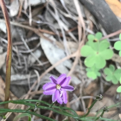 Thysanotus patersonii (Twining Fringe Lily) at Dryandra St Woodland - 18 Sep 2020 by PeterR