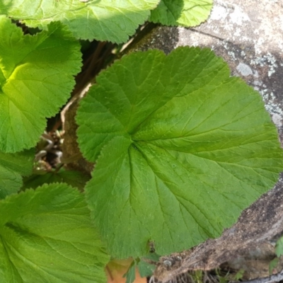 Pelargonium australe (Austral Stork's-bill) at Woodstock Nature Reserve - 19 Sep 2020 by tpreston