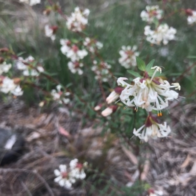 Pimelea linifolia (Slender Rice Flower) at Dryandra St Woodland - 18 Sep 2020 by PeterR