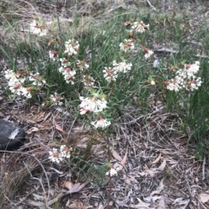 Pimelea linifolia at O'Connor, ACT - 18 Sep 2020