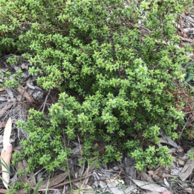 Pultenaea procumbens (Bush Pea) at Dryandra St Woodland - 18 Sep 2020 by PeterR