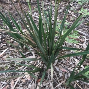 Dianella revoluta var. revoluta at O'Connor, ACT - 18 Sep 2020