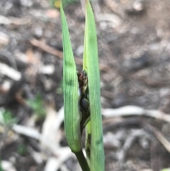 Dianella revoluta var. revoluta at O'Connor, ACT - 18 Sep 2020 01:36 PM