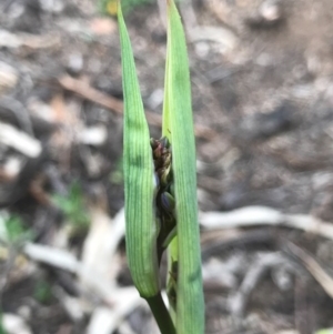 Dianella revoluta var. revoluta at O'Connor, ACT - 18 Sep 2020