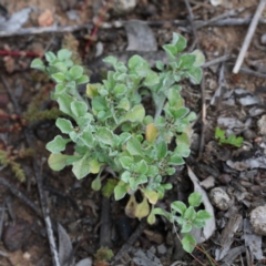 Stuartina sp. (genus) (A cudweed) at O'Connor, ACT - 19 Sep 2020 by ConBoekel