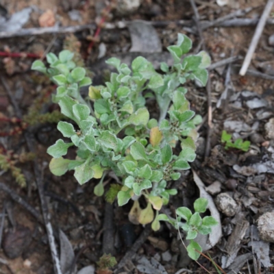 Stuartina sp. (genus) (A cudweed) at O'Connor, ACT - 19 Sep 2020 by ConBoekel