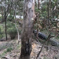 Eucalyptus blakelyi (Blakely's Red Gum) at Dryandra St Woodland - 18 Sep 2020 by PeterR