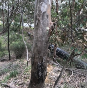 Eucalyptus blakelyi at Dryandra St Woodland - 18 Sep 2020 01:24 PM