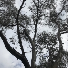 Eucalyptus blakelyi at Dryandra St Woodland - 18 Sep 2020 01:24 PM