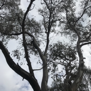Eucalyptus blakelyi at O'Connor, ACT - 18 Sep 2020
